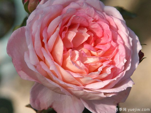 杏仁月季(图4) 杏仁月季/安摩拉多/阿玛雷托(图3)