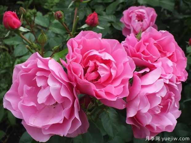 黛博拉月季/黛博拉玫迪兰月季Deborah Meillandecor(图1)