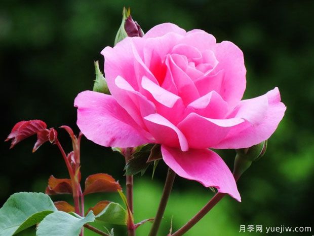 黛博拉月季/黛博拉玫迪兰月季Deborah Meillandecor(图2)