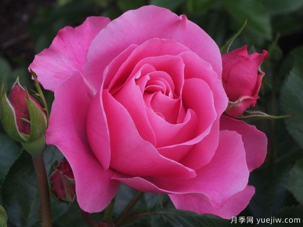 黛博拉月季/黛博拉玫迪兰月季Deborah Meillandecor(图3)