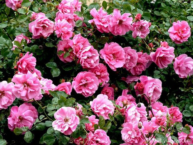 黛博拉月季/黛博拉玫迪兰月季Deborah Meillandecor(图5)