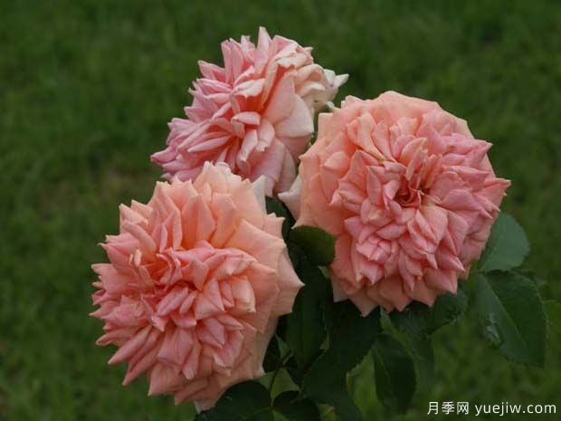 克尼斯纳月季Knysna(图1) 克尼斯纳月季Knysna(图1)