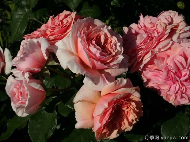 克尼斯纳月季Knysna(图2) 克尼斯纳月季Knysna(图2)