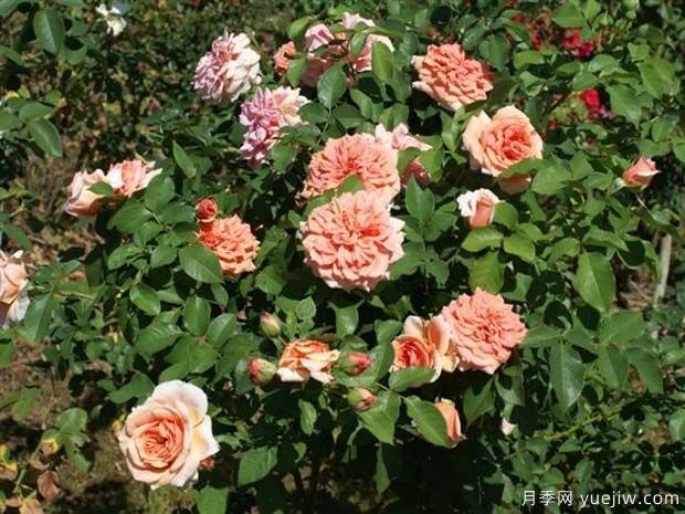 克尼斯纳月季Knysna(图3) 克尼斯纳月季Knysna(图3)