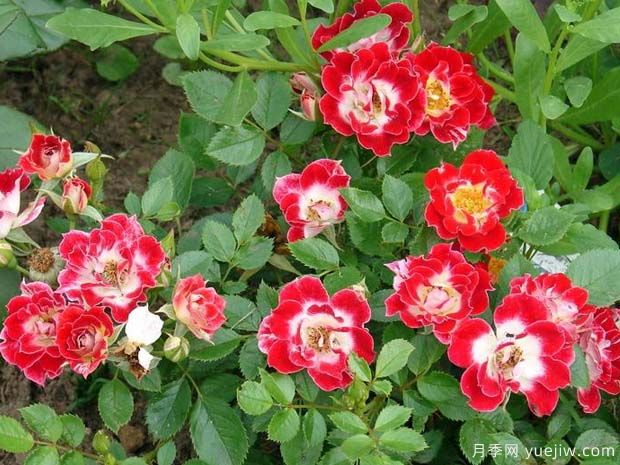 小艺术家月季(图3)