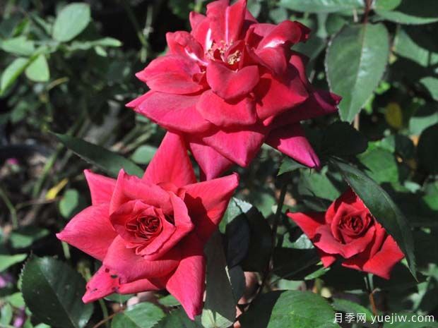 红丝绸月季的优缺点是什么？(图1)