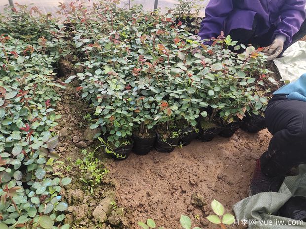 4千棵大花丰花月季苗运往山西运城美丽乡村(图2)