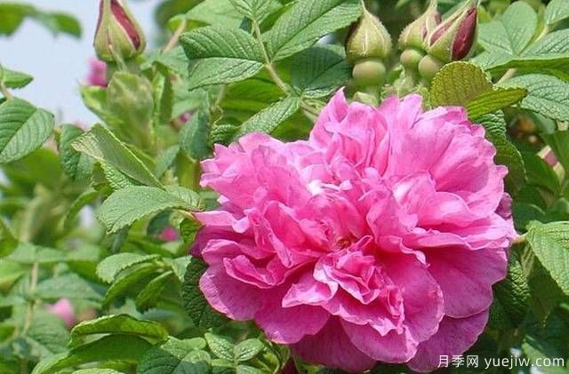 四季玫瑰 养护管理(图1) 四季玫瑰 养护管理(图1)