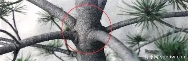 养好月季盆景的5种枝条修剪方法，轻松做盆景(图6)