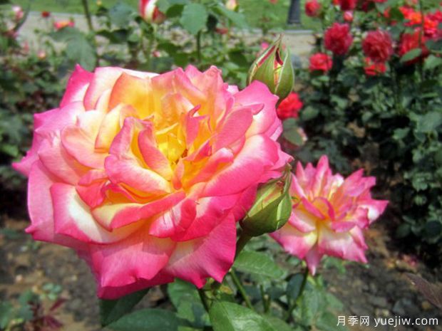 花魂月季，美得夺目，只一眼便怦然心动(图1)
