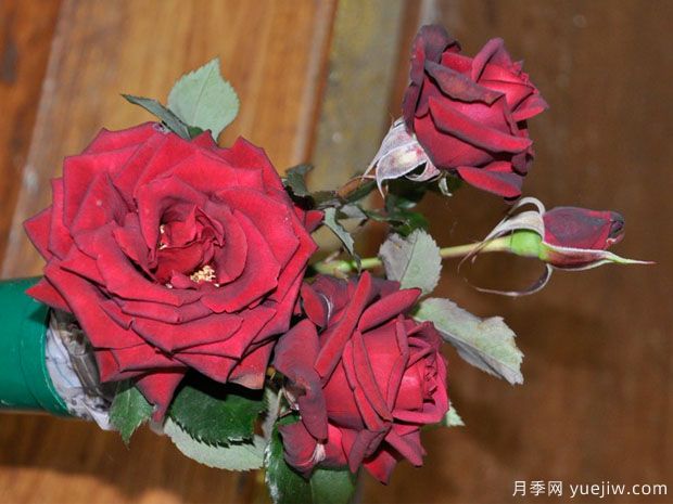 特伦特月季Trent(图1) 特伦特月季Trent(图1)