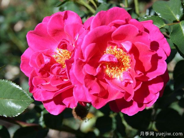 火鸟月季(图1) 火鸟月季(澳大利亚)(图1)