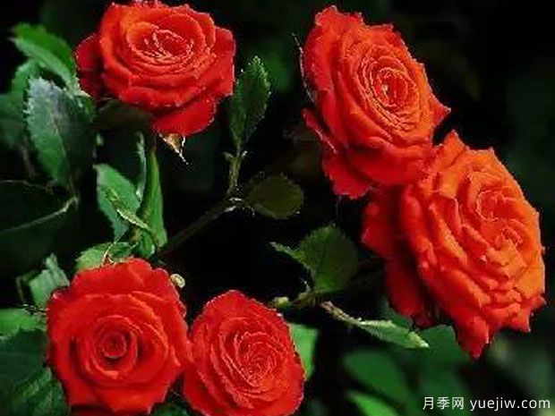 默西德斯月季Mercedes(图1)