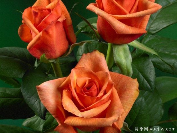 辛辣古董月季Spicy Antike Freelander(图1)