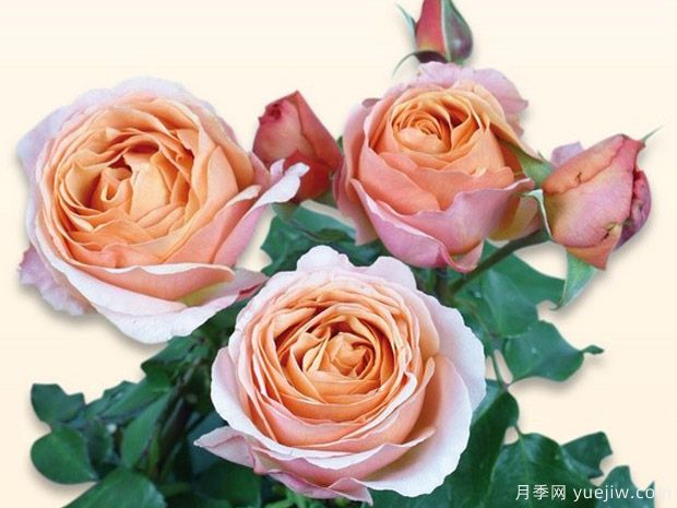 辛辣古董月季Spicy Antike Freelander(图2)