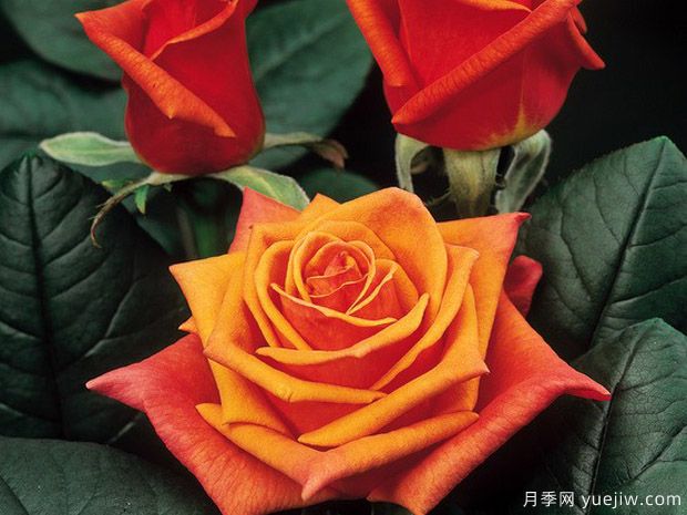 辛辣古董月季Spicy Antike Freelander(图3)