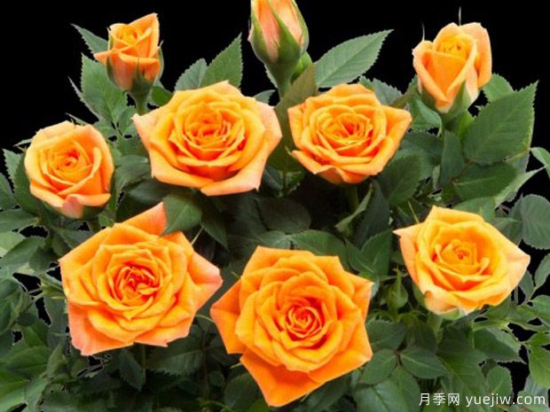 流星柯德娜月季(图2) 流星柯德娜月季(图2)