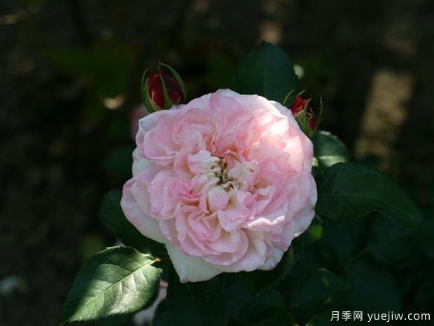 艾莲吉列月季(图3) 艾莲吉列月季(图4)