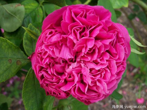 牡丹月季的优缺点(图1) 牡丹月季的优缺点是什么?(图1)