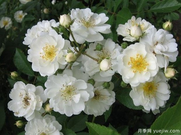 爱的花环月季的优缺点是什么?(图1) 爱的花环月季的优缺点是什么?(图1)