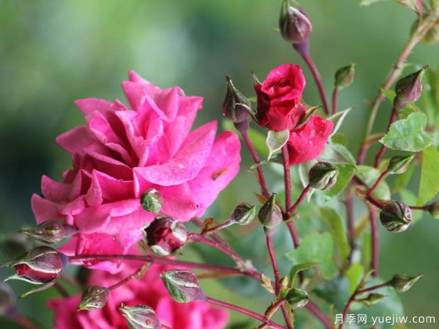 路易斯杜邦月季(图1)