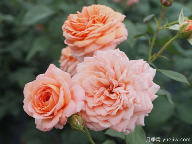 路易斯克莱门茨月季/门兹月季(图4)