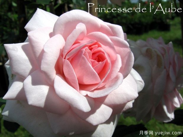 黎明公主月季(图1)