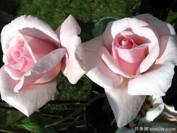 黎明公主月季(图2)