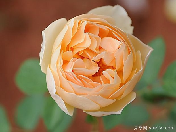 欧月8个月季经典品种，种一棵回头率都爆棚(图1)