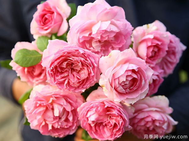 4个双色月季，妖而不艳，一眼难忘(图3)