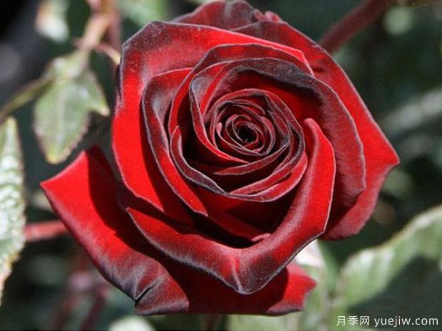 4个黑色月季品种,带有神秘色彩的黑色月季花(图3) 4个黑色月季品种,带有神秘色彩的黑色月季花(图3)