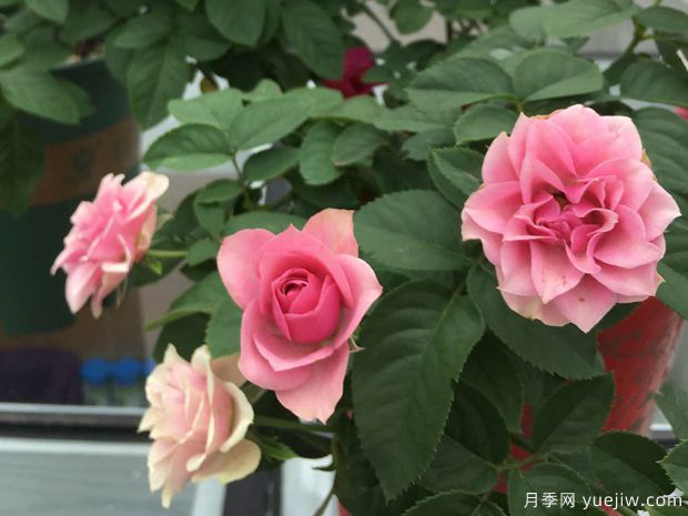 仿古花束月季(图2) 仿古花束月季(图2)