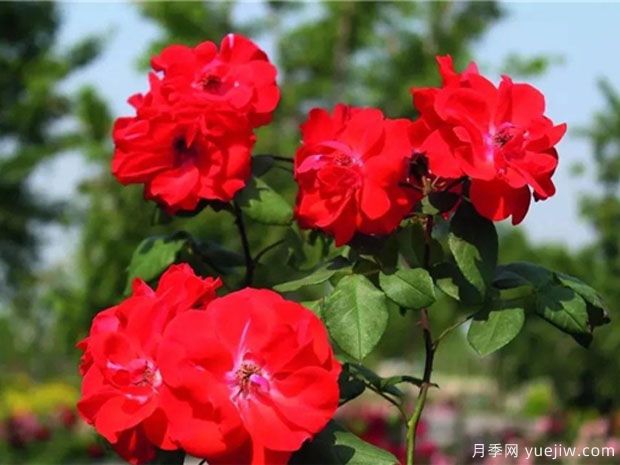 橘红火焰月季/桔红火焰月季(图3) 橘红火焰月季/桔红火焰月季(图3)