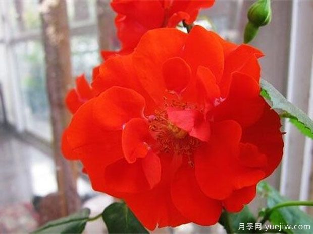 橘红火焰月季/桔红火焰月季(图4) 橘红火焰月季/桔红火焰月季(图4)