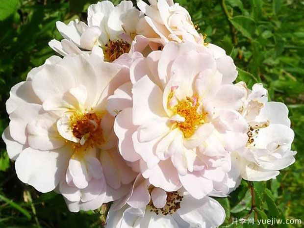 苹果花月季(图2) 苹果花月季(图3)