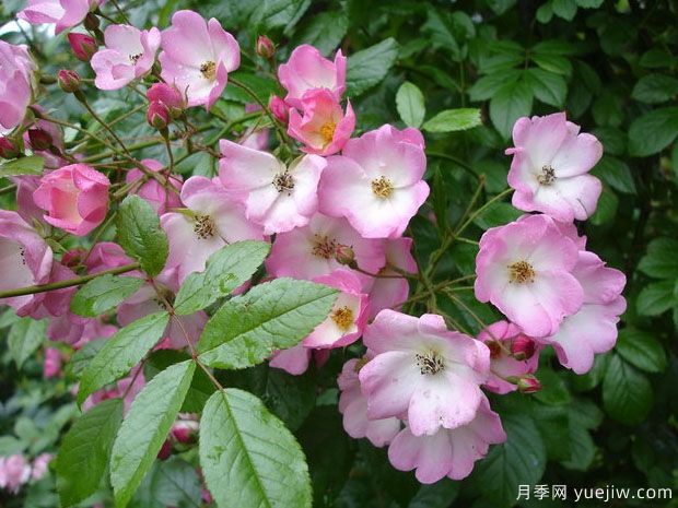 瓦尔德马月季(图1) 瓦尔德马月季(图1)