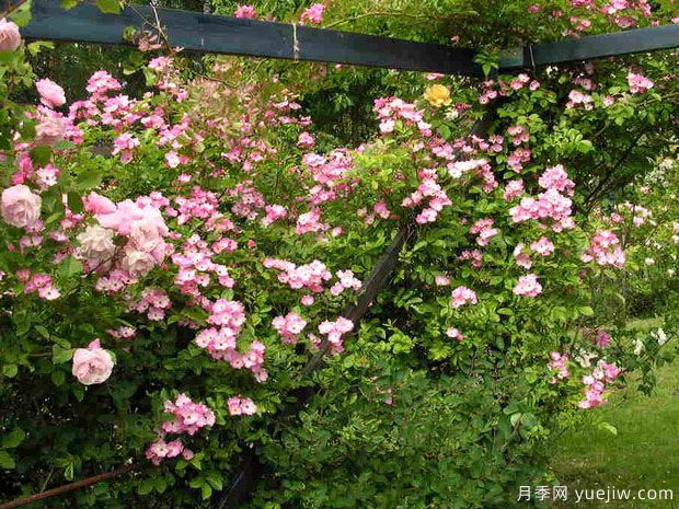 瓦尔德马月季(图2) 瓦尔德马月季(图2)