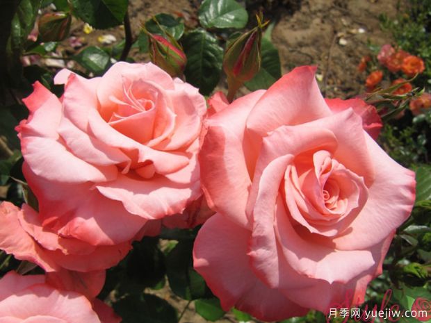 火烈鸟月季(新西兰)(图1) 火烈鸟月季(新西兰)(图1)