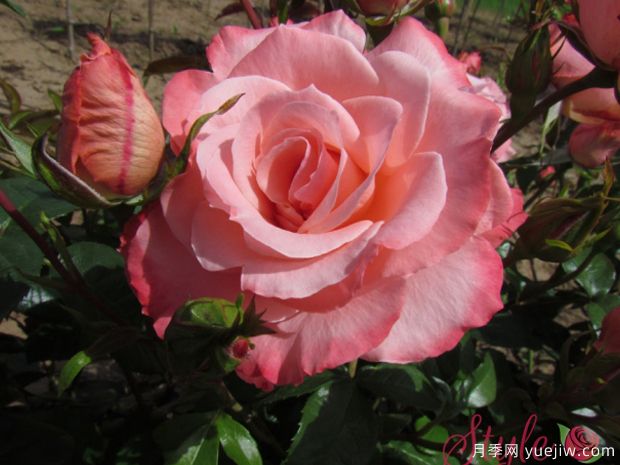 火烈鸟月季(新西兰)(图2) 火烈鸟月季(新西兰)(图2)