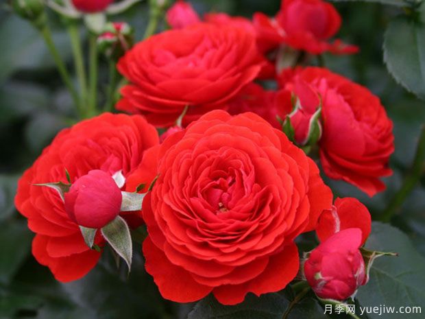 除了绒球门廊月季,还有哪些抗病能力强的门廊系列(图2) 除了绒球门廊月季,还有哪些抗病能力强的门廊系列(图2)