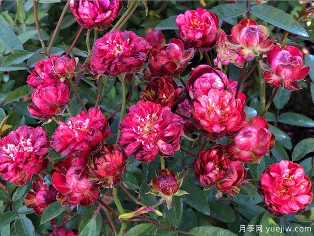 小萝卜月季/红闪电月季(图2) 小萝卜月季/红闪电月季(图2)