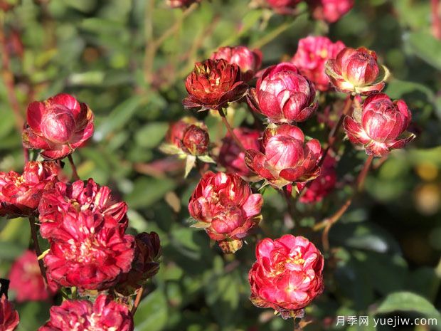 小萝卜月季/红闪电月季(图1) 小萝卜月季/红闪电月季(图1)