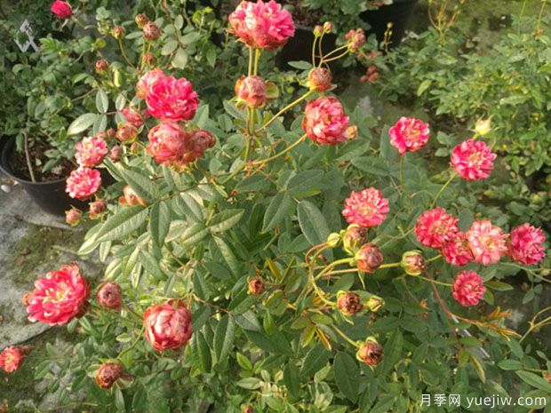 小萝卜月季/红闪电月季(图3) 小萝卜月季/红闪电月季(图3)