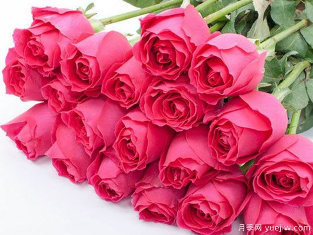 大桃红月季(图2) 大桃红月季/镭射月季(图2)