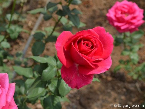 大桃红月季(图3) 大桃红月季/镭射月季(图3)