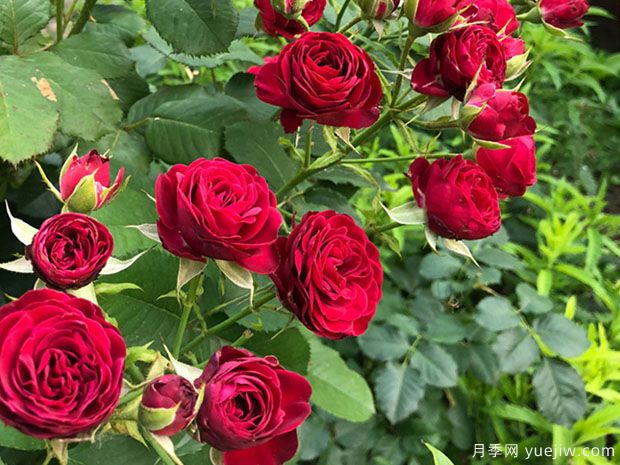 红色蕾丝月季Red Lace(图2)