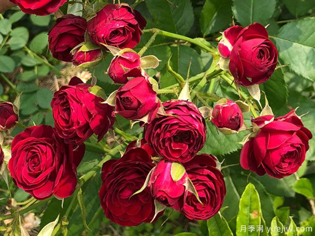 红色蕾丝月季Red Lace(图3)