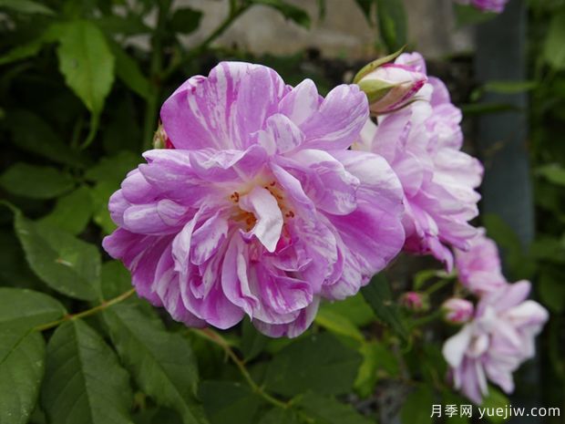 葡萄牙伊萨贝尔月季(图1) 葡萄牙伊萨贝尔月季(图1)