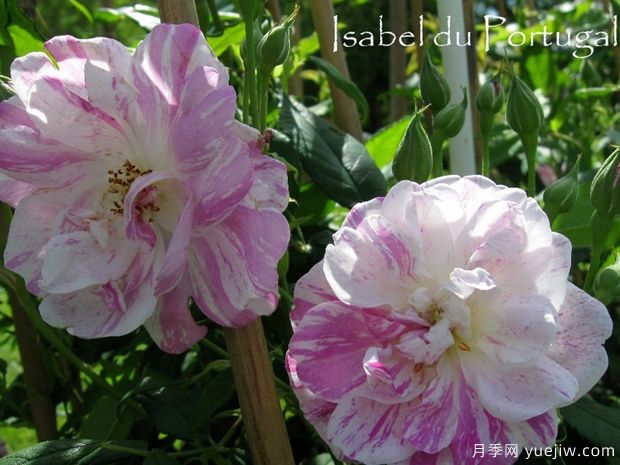 葡萄牙伊萨贝尔月季(图2) 葡萄牙伊萨贝尔月季(图2)