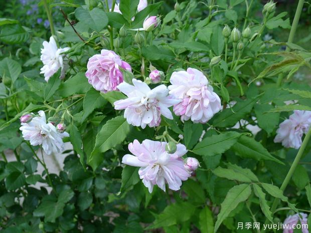 葡萄牙伊萨贝尔月季(图3) 葡萄牙伊萨贝尔月季(图3)